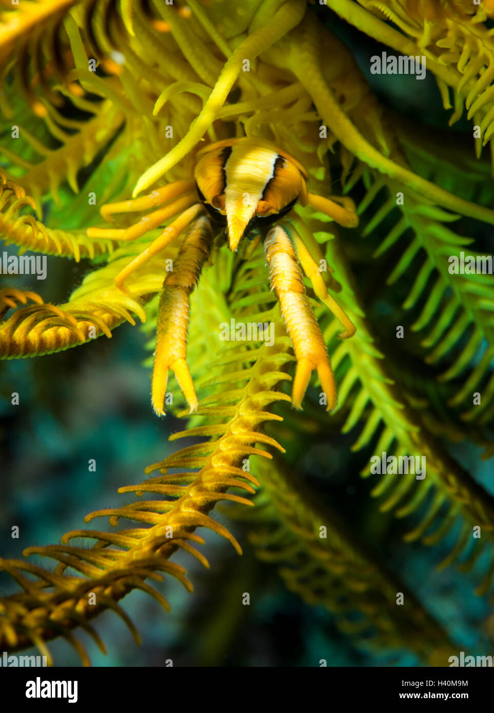 Eine elegante hocken Hummer (Allogalathea Elegans) ist in der Host-Crinoid schwer zu finden. Stockfoto