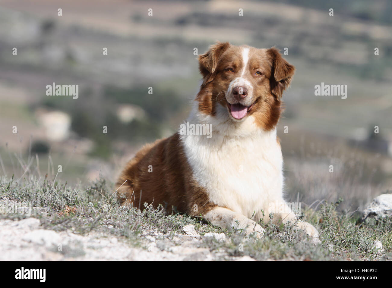 Hund Australian Shepherd / Aussie Erwachsener (rot) liegen Stockfoto