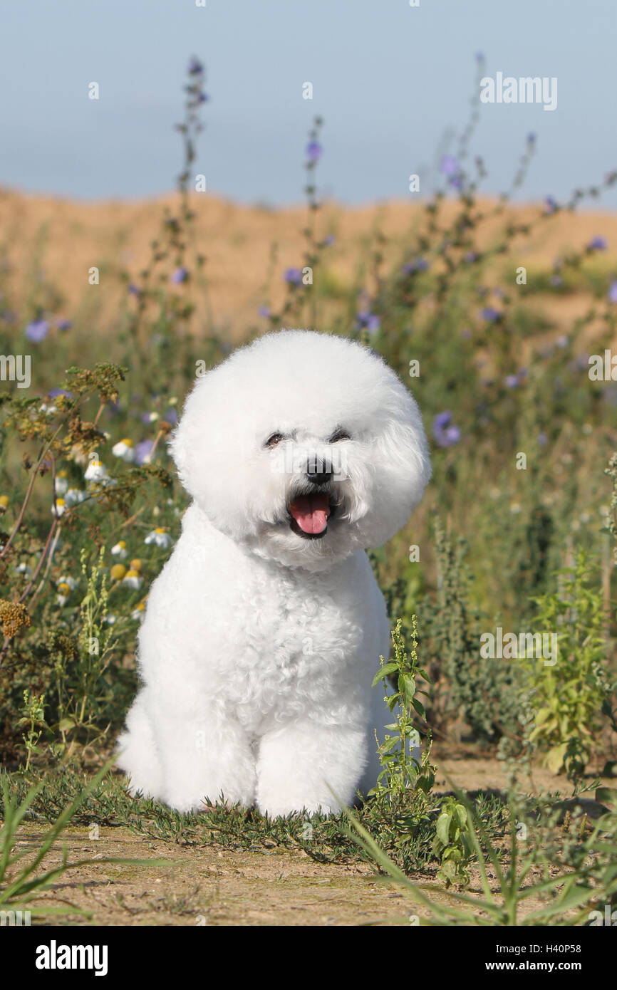 Hund Bichon Frise Erwachsenen sitzen Stockfoto