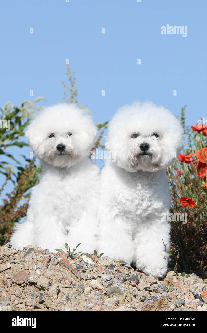 Hund Bichon Frise zwei Erwachsene stehend Stockfoto