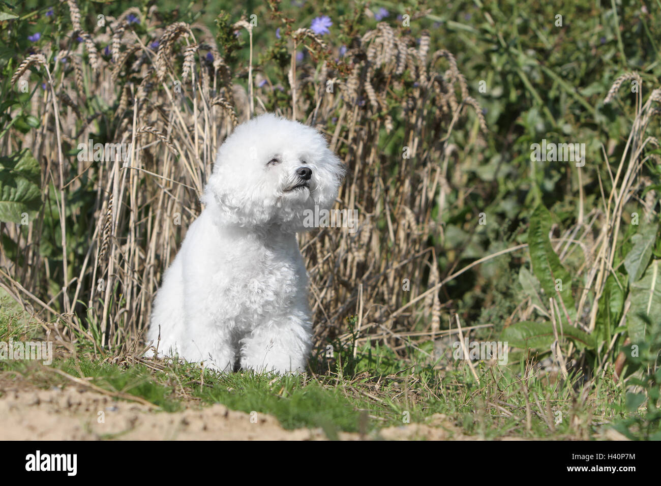 Hund Bichon Frise Erwachsenen stehende Feld Stockfoto