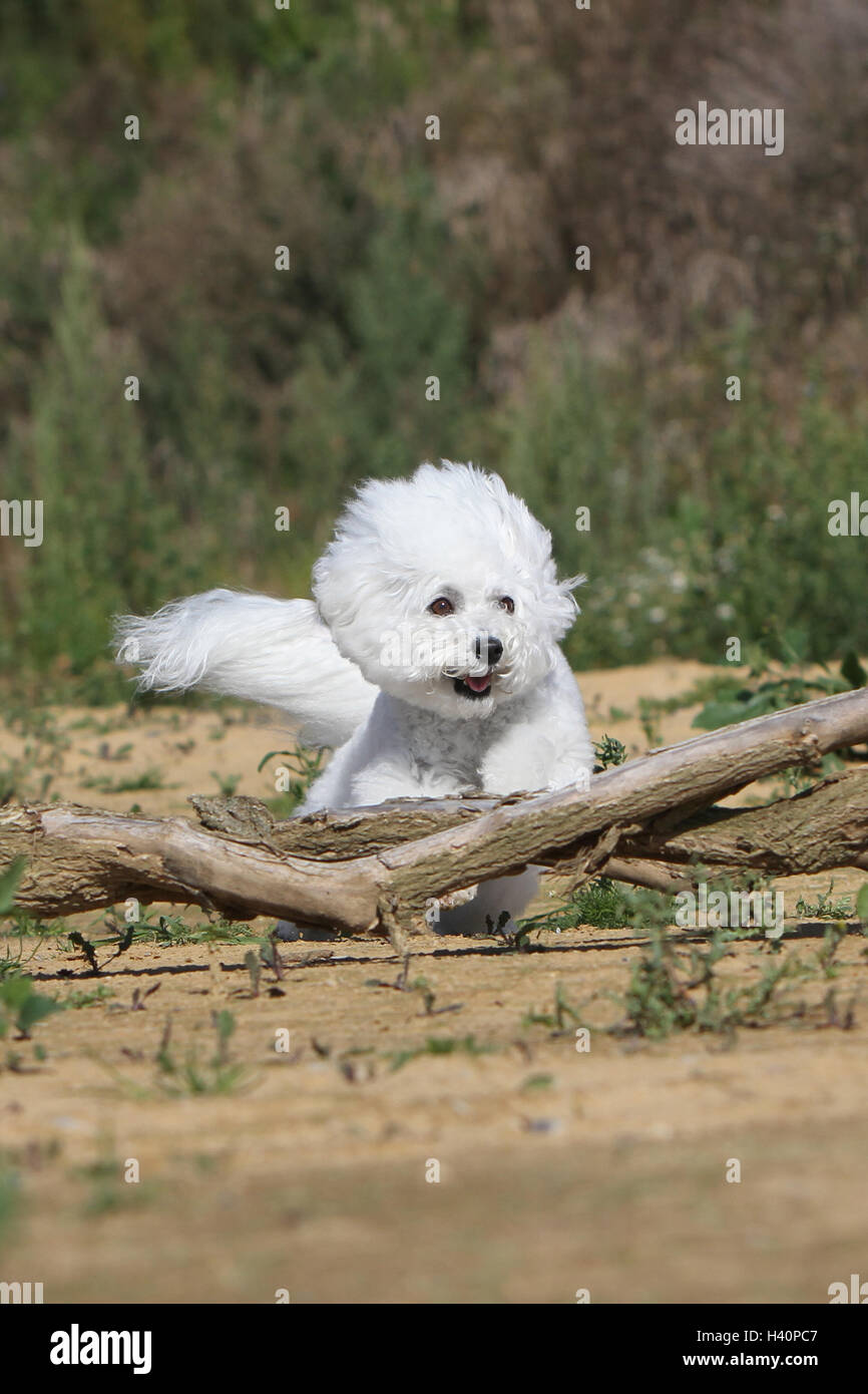 Bichon Frise Erwachsenen Hund zu springen, springen ' zu springen"über ein Holz Baumstamm eine Hürde, die ein Hindernis agile Agilität in flink bewegen Stockfoto