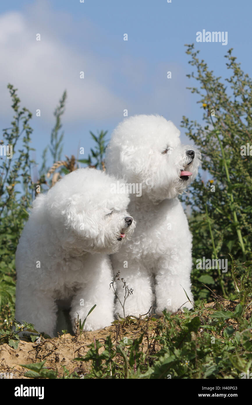 Hund Bichon Frise zwei Erwachsene stehend Stockfoto