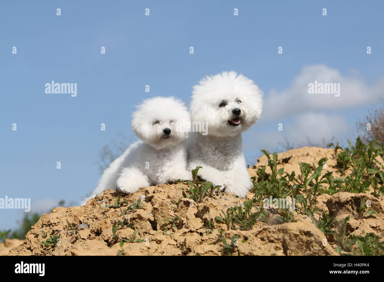 Bichon Frise Erwachsenen Hund und Welpen sitzen Natur natürliche Stockfoto