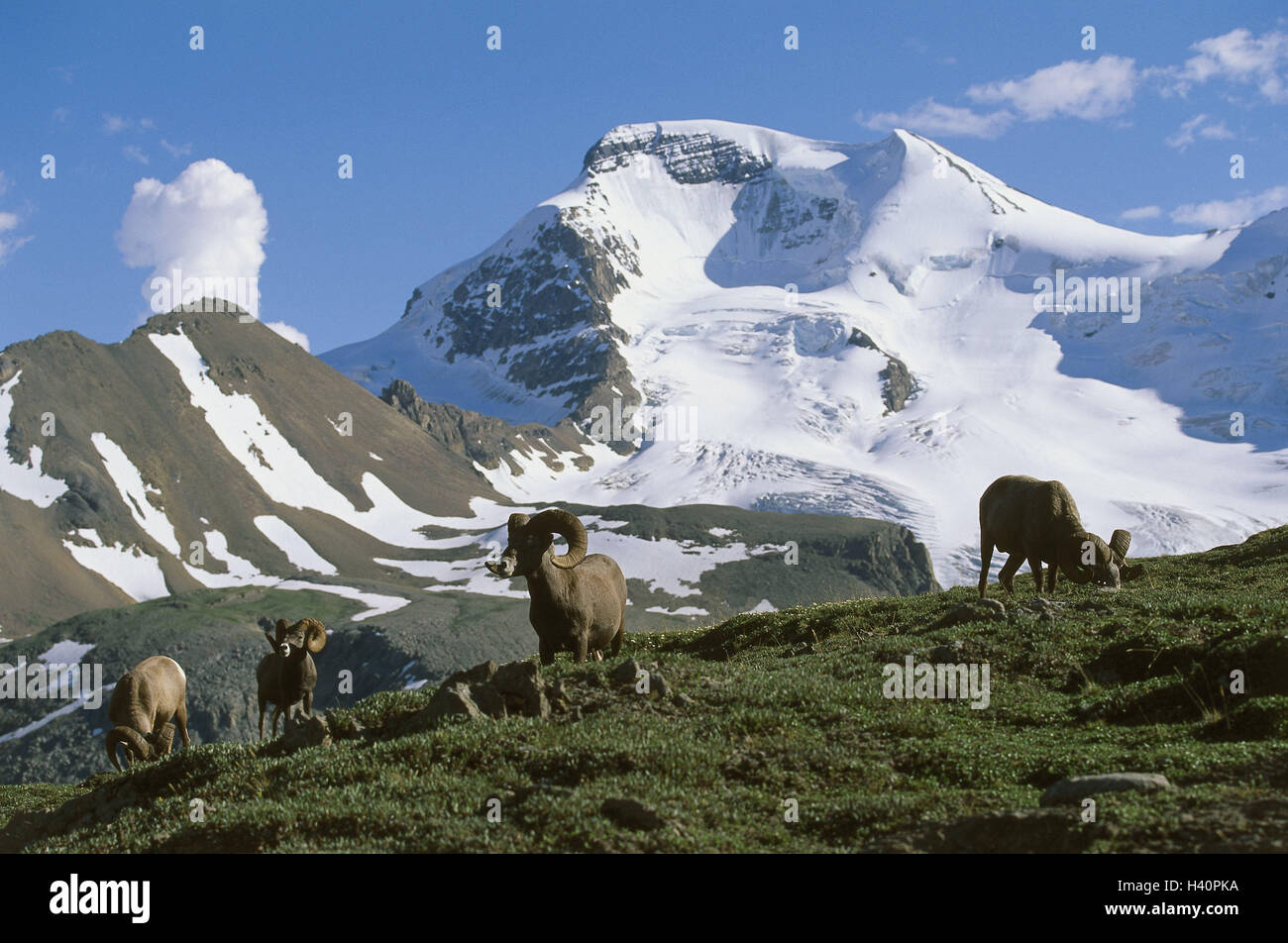 Kanada, British Columbia, Yoho, Nationalpark, Berglandschaft, Dicke Horn Schafe Nordamerika, Rocky Mountains, Naturschutzgebiet, bundesweit Park, UNESCO-Weltkulturerbe, Berge, Gipfel, Schnee, Ovis Canadensis, grasen, Weiden, Galle Bildung, Felsen, Stockfoto