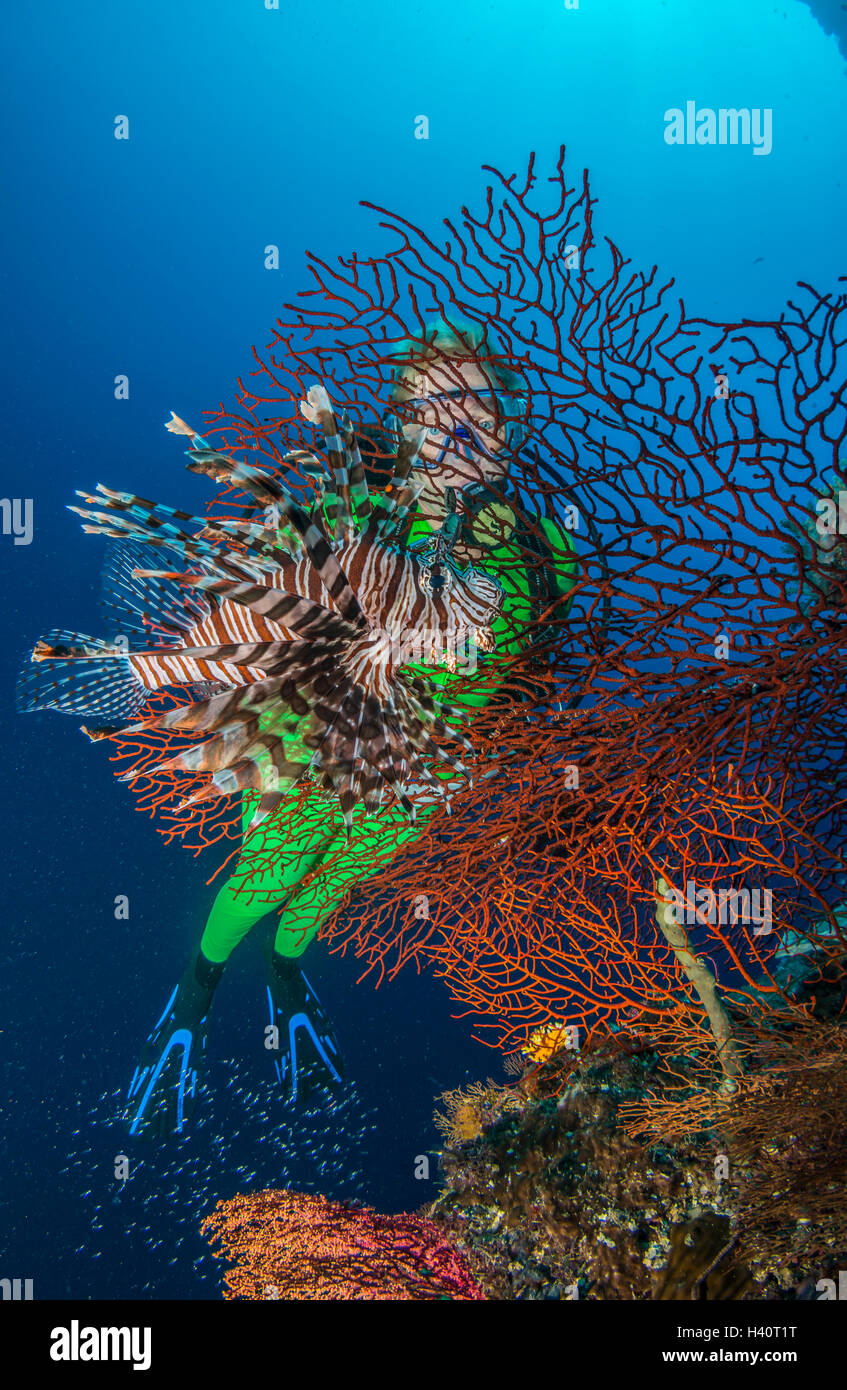 Bunten tropischen Korallenriff mit Feuerfische und Taucher Stockfoto
