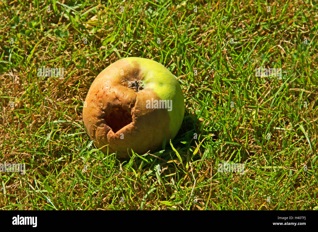 Fauler Apfel auf Boden Stockfoto