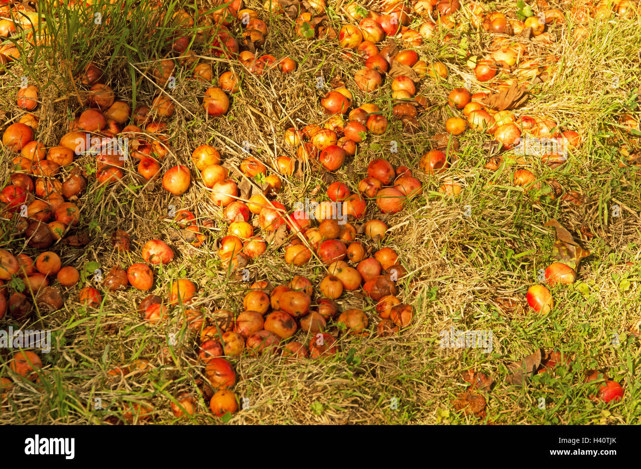 Faul am Boden Äpfel Stockfoto