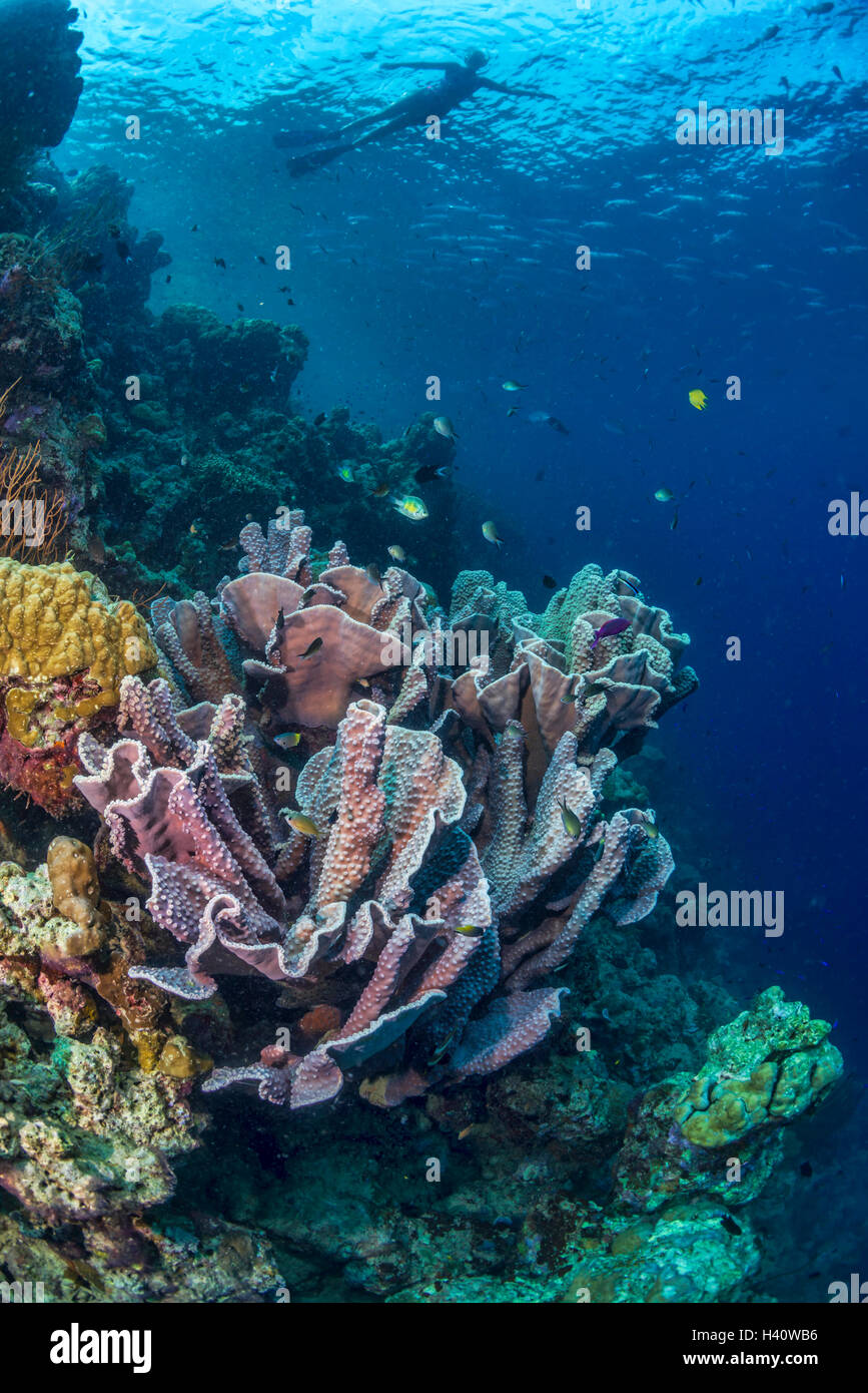 Coral Reef Ansicht von unten mit weiblicher Schnorchel Taucher an der Oberfläche. Stockfoto