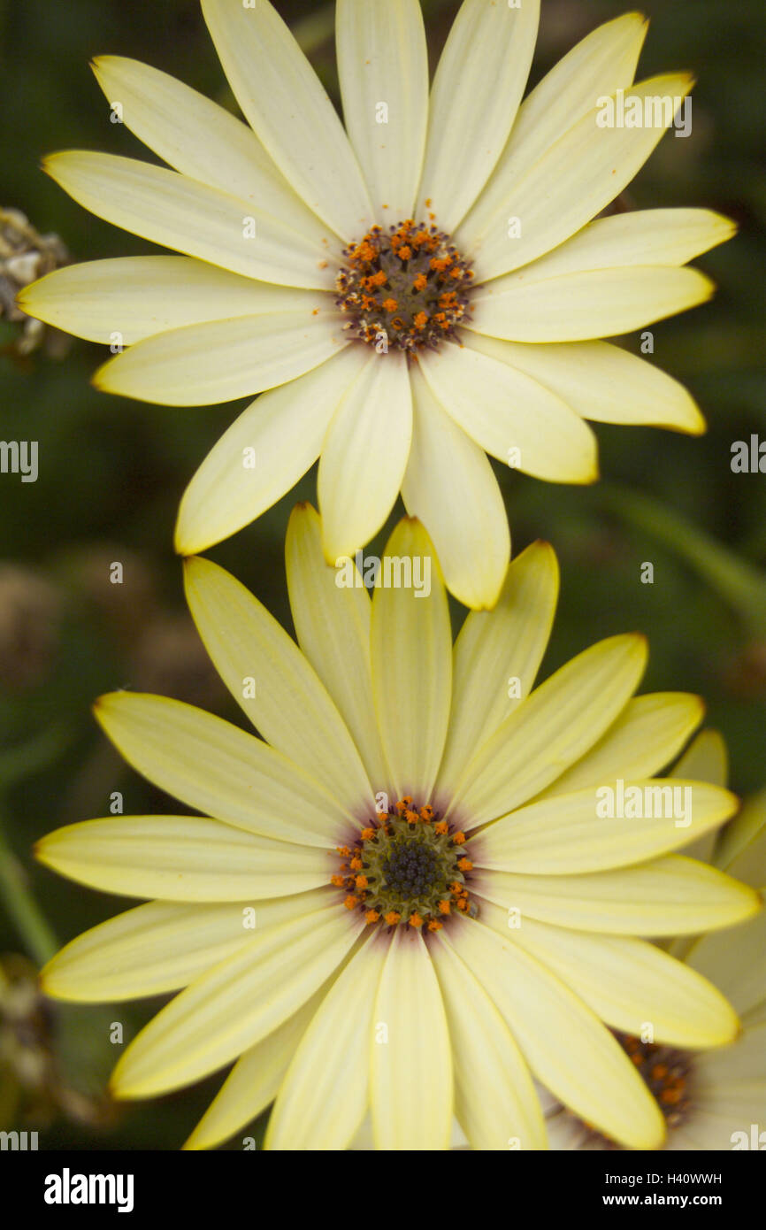 Kap-Krbe, Osteospermum Ecklonis, Detail, Blten, hellgelb, Pflanzen,  Sommerblumen, Kap Krbe, Blte, Bltenbltter, Natur, Topfpflanzen,  Zierpflanzen, Flechtweide blhen Pflanzen, Botanik Stockfotografie - Alamy