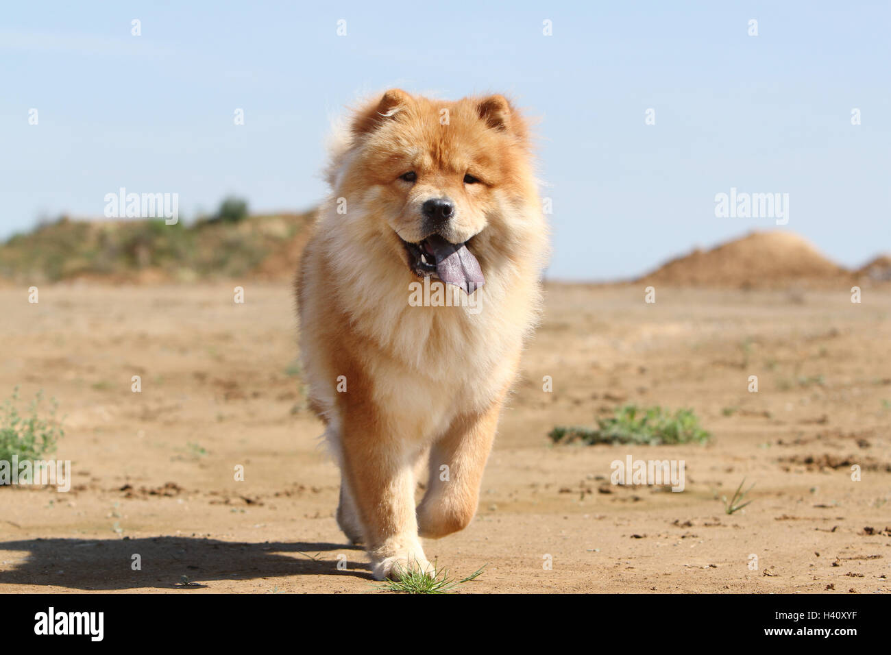 Hund Chow Chowchow China rot Creme Gesicht Stand stehende Erwachsene
