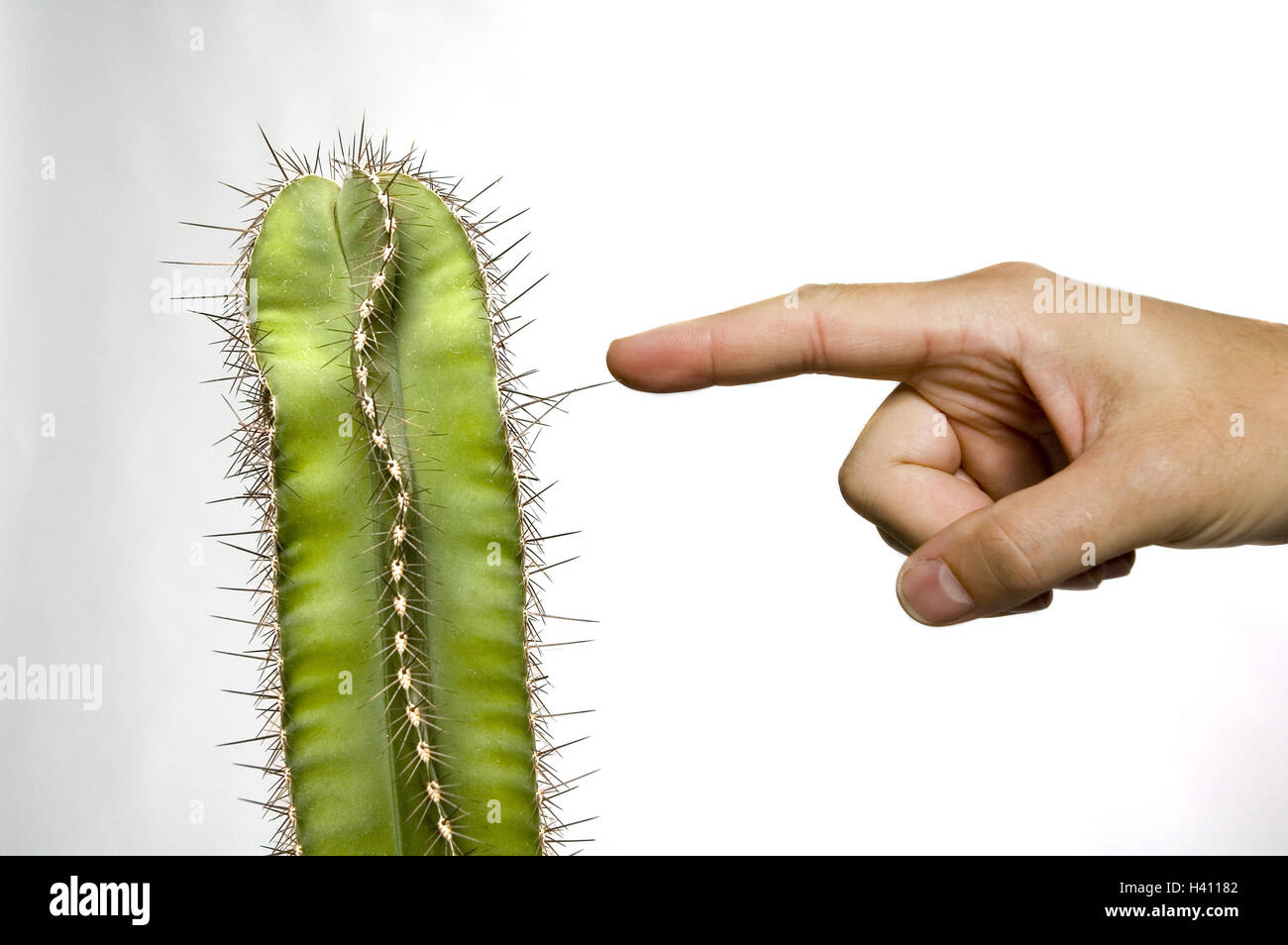 Hand, Zeigefinger, Kaktus, Dorn,, berhren, Serie, Herren Hand, Spalte  Kaktus, Cereus spec, Kaktus Pflanze, Dorn, Konzept, spitz, stachelig,  Verletzungsgefahr, Stiche, schmerzlich, Verteidigung, Schutz, Selbstschutz,  Studio, freie Platten ...
