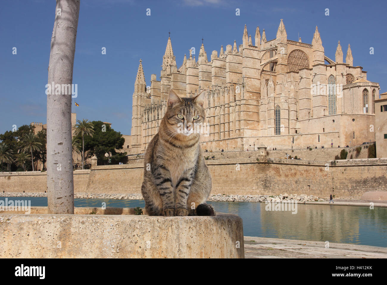 Hauskatze, schwarz gestromt, sitzen auf einer Mauer vor der Kathedrale La Seu in Palma de Mallorca Stockfoto