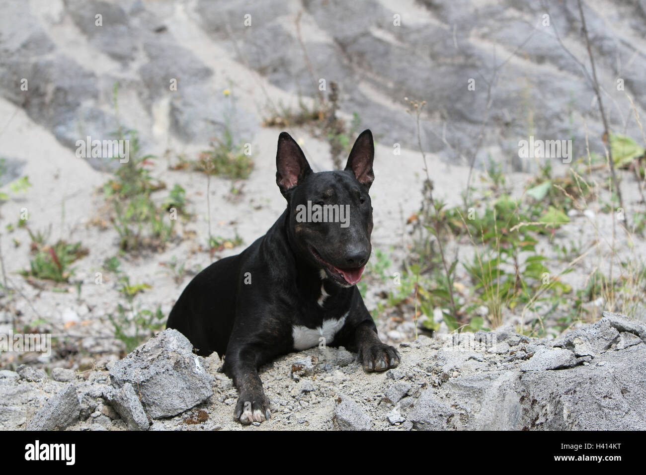 English Bull Terrier Hund / bully / Gladator Verlegung Rest liegend entspannen müde müde Rock Schwarz Natur natürliche Stockfoto