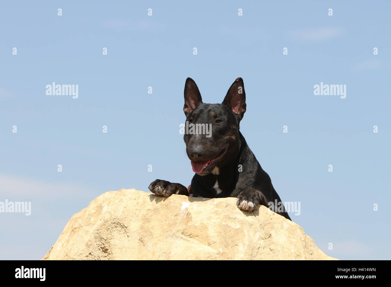 Hund Auf 3 Beinen Stockfotos und -bilder Kaufen - Alamy