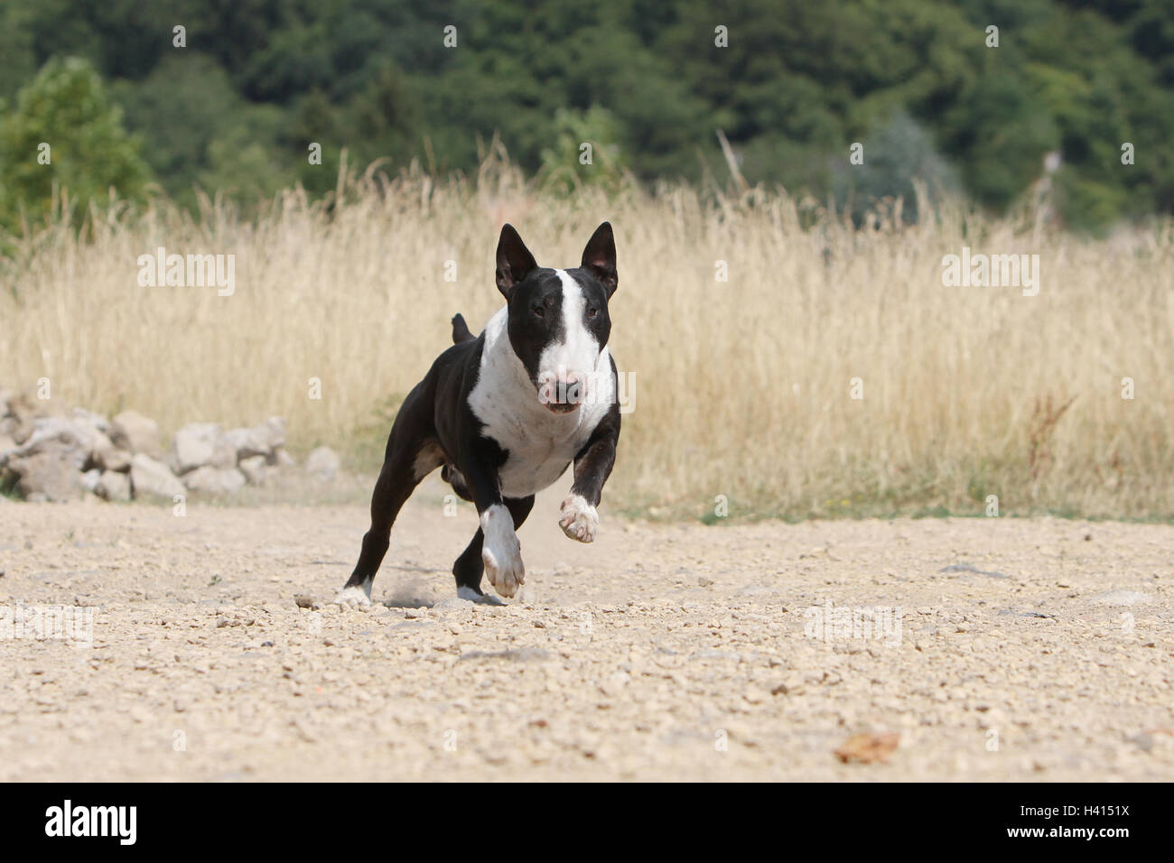 English Bull Terrier Hund / bully / Gladator schwarz und weiß beim laufen Stockfoto