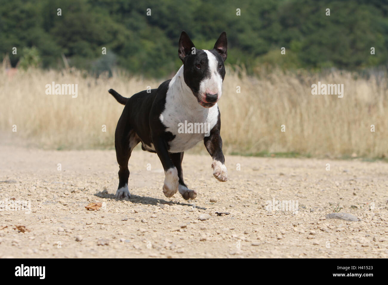 English Bull Terrier Hund / bully / Gladator schwarz und weiß beim laufen Stockfoto