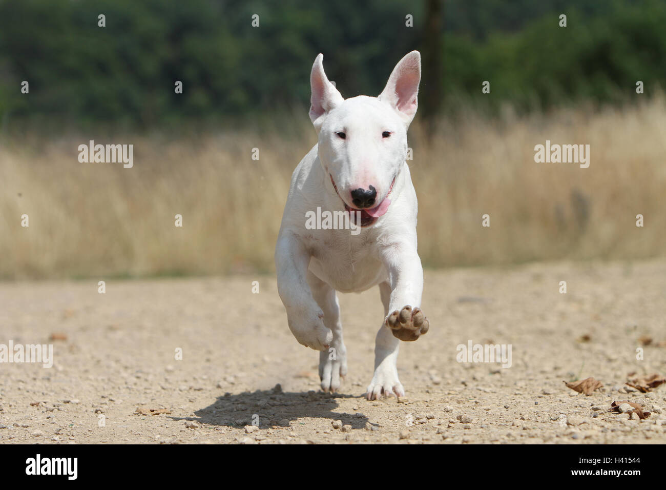 English Bull Terrier Hund / bully / Gladator weiß während des Laufens Stockfoto