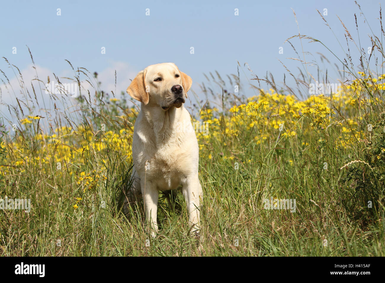 Hund Labrador Retriever Erwachsener (gelb) sitzen auf einer Wiese Stockfoto