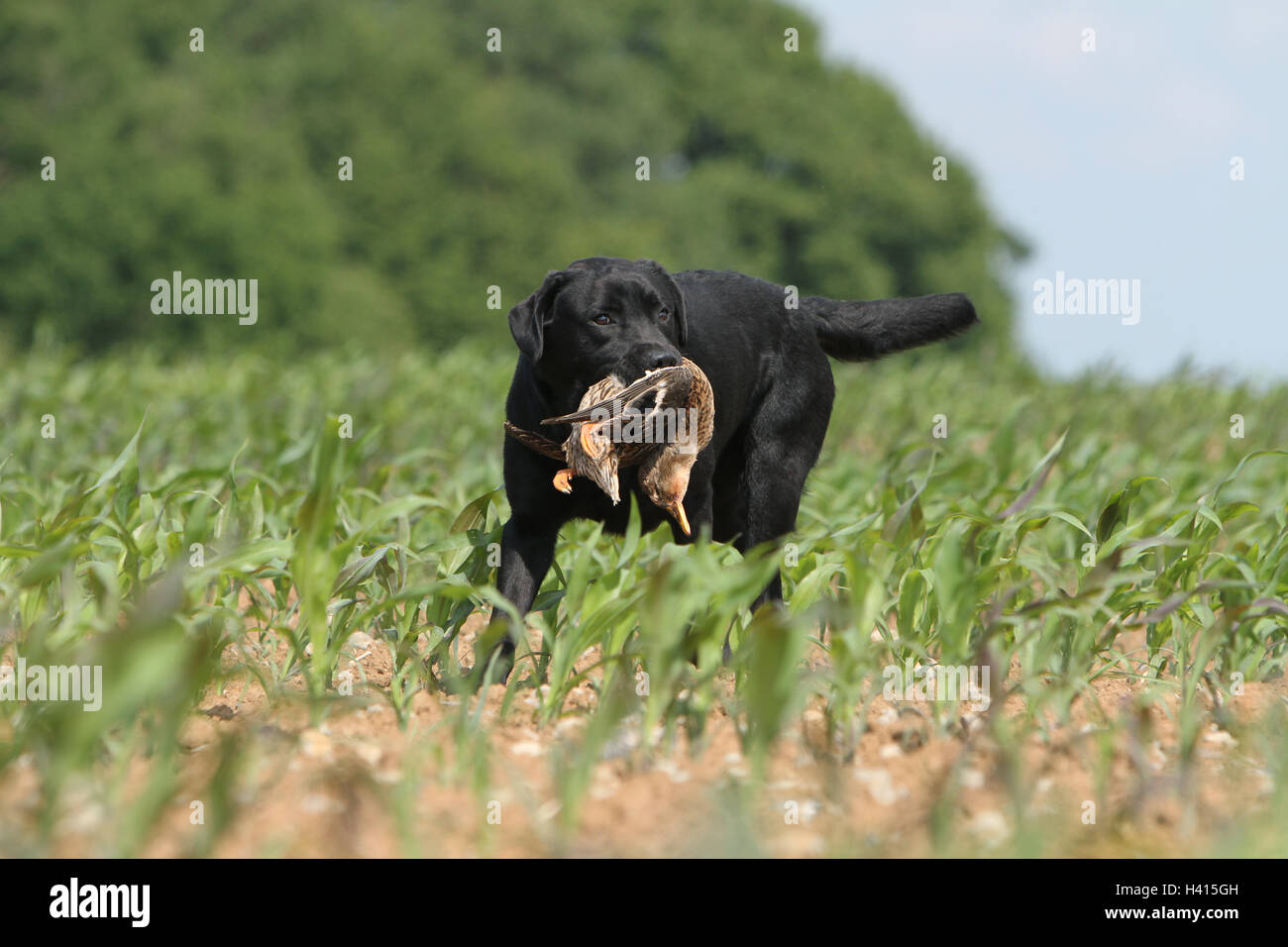 Hund Labrador Retriever Erwachsener (schwarz) stehen in einem wilden Spiel Erfahrungsbericht im Mund Stockfoto