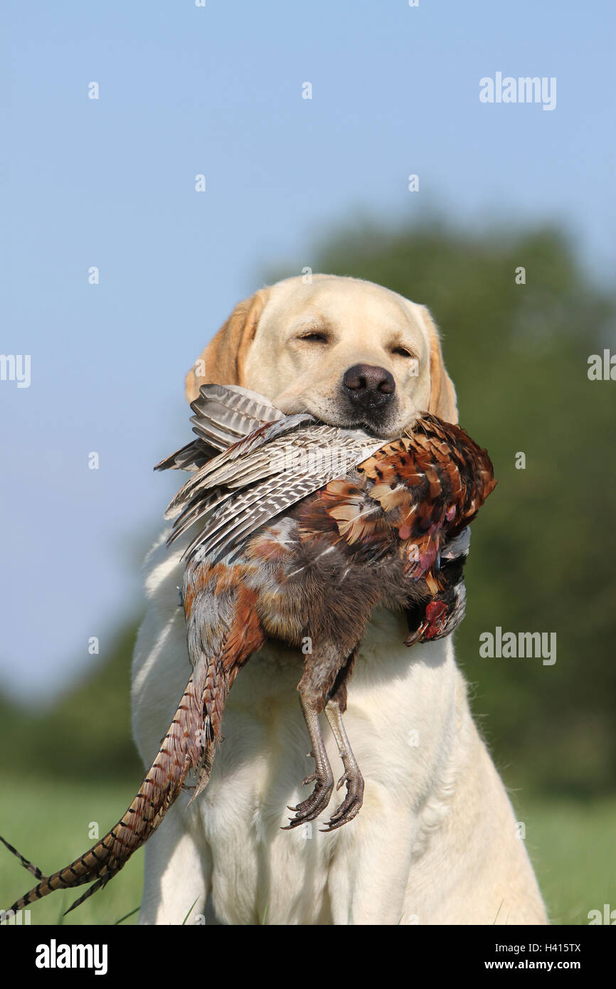 Hund Labrador Retriever Erwachsener (gelb) sitzen in einer Wiese wild Spielbericht im Mund-Portrait, Stockfoto