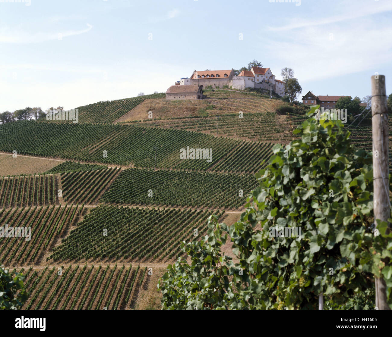 Deutschland, Schwarzwald, Bach, Berg, Schloss Burg Staufen, Dur, Weinberge, Europa, Baden-Württemberg, Badische Weinstraße, Anbaugebiet, Weinanbaugebiet, Weinberg, Anbau, Wein, Reben, Nutzpflanzen, Natur, Burg, Ritterburg, 11 Prozent, cas Stockfoto