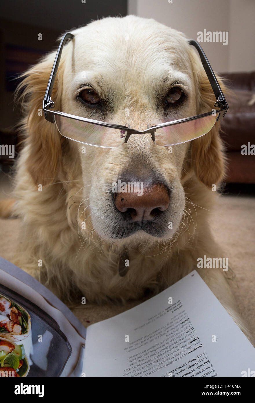 Hund suchen intelligente mit Brille und Rezept Buch Stockfoto