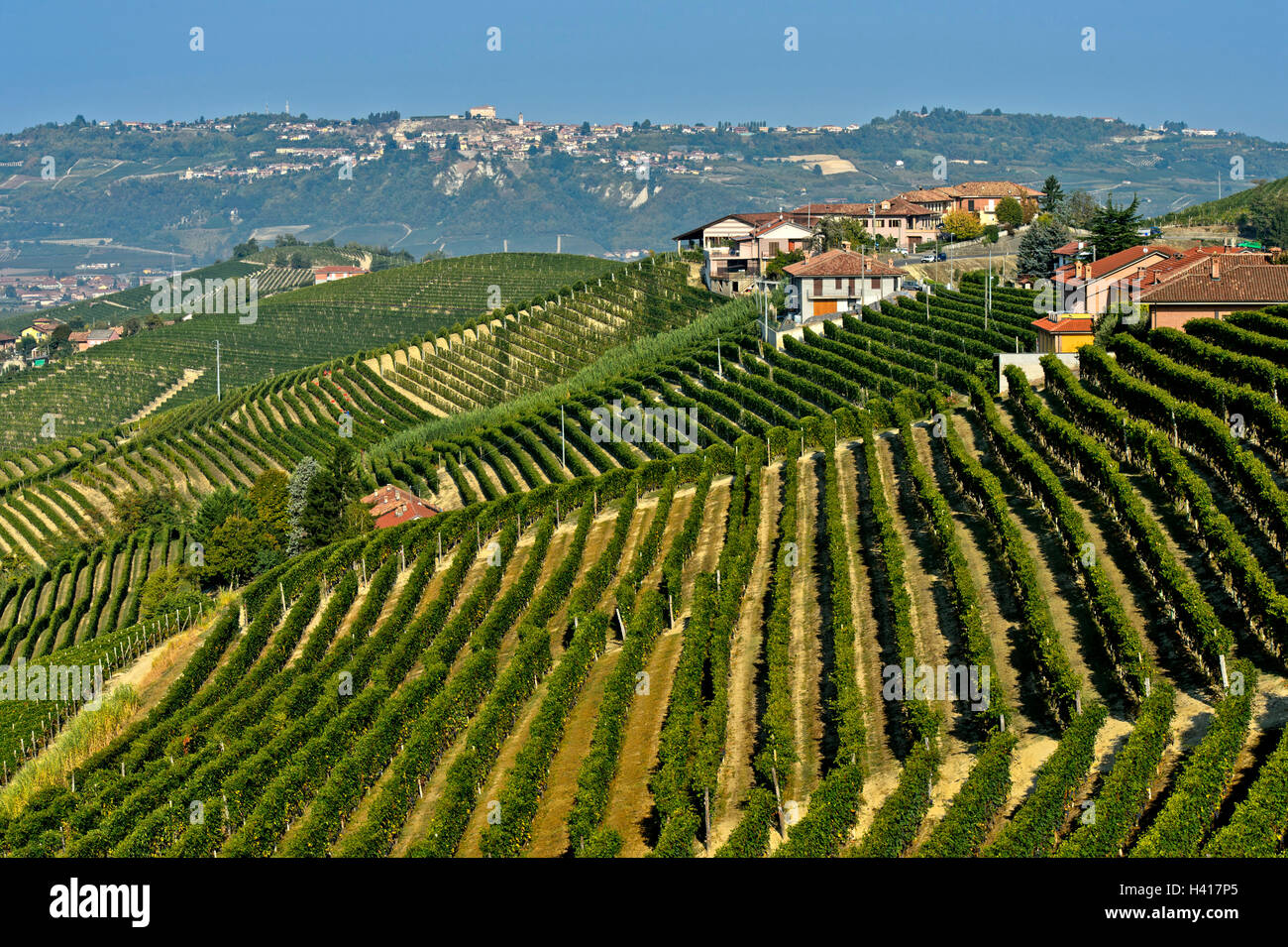 Weinberge von Nebbiolotrauben für den Barbaresco roten Wein auf Hügelkuppen, Treiso, Piemont, Italien Stockfoto