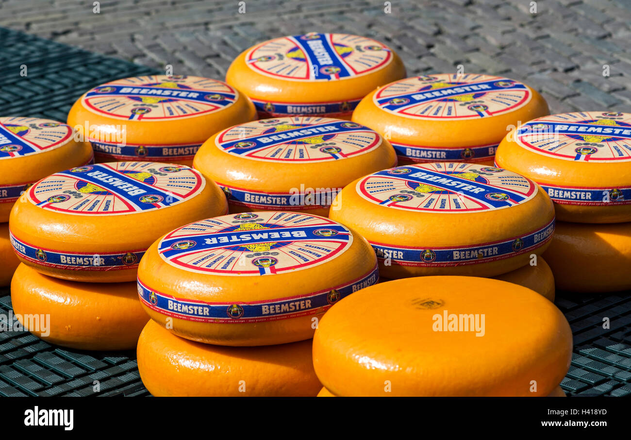 Runden der niederländischen Beemster Käse Räder auf dem Käsemarkt von Alkmaar, Niederlande Stockfoto