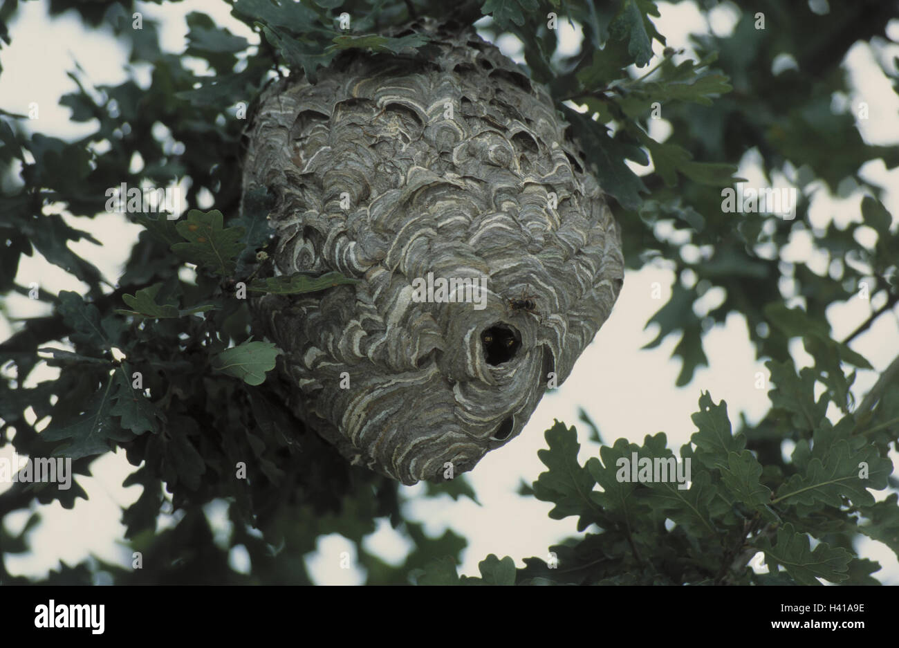 Baum, Detail, Zweig, Wespennest, Insekten, Hymenopteras, Hymenoptera, plissierten Wespen, Vespoidea, kurzen Kopf Wespen, Paravespula, nisten Nest, des Wasp Papier, Bau, Eiche, draußen Stockfoto