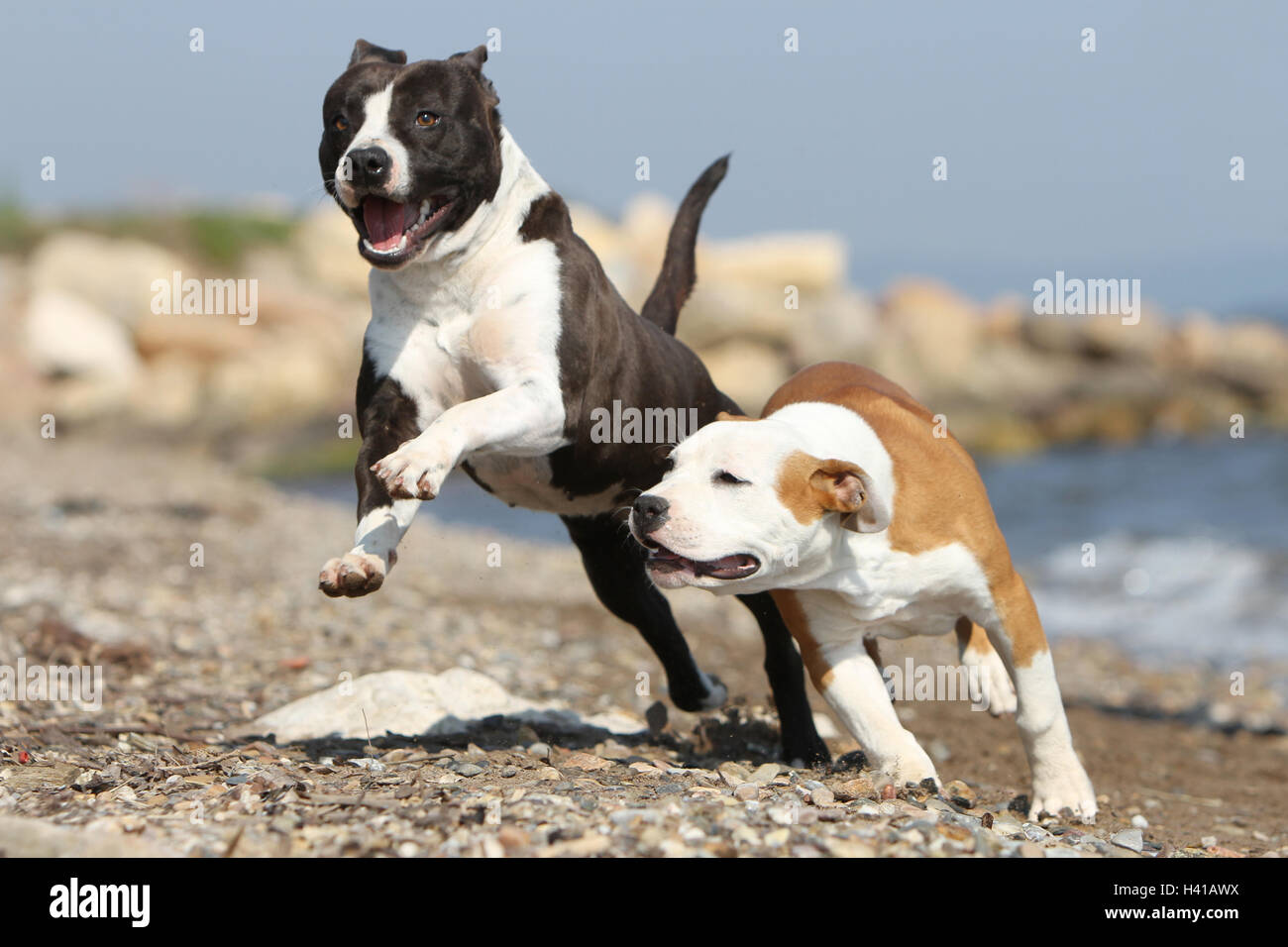 Amerikanischer Staffordshire-Terrier Hund / Amstaff / zwei Deux 2 Severa Erwachsene spielen am Strand laufen Stockfoto