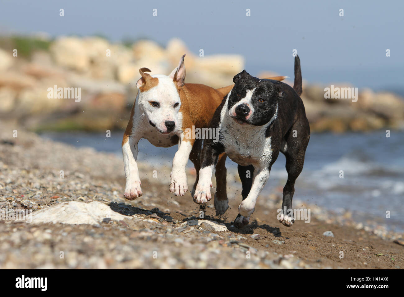 Amerikanischer Staffordshire-Terrier Hund / Amstaff / zwei Deux 2 Severa Erwachsene spielen am Strand laufen Stockfoto