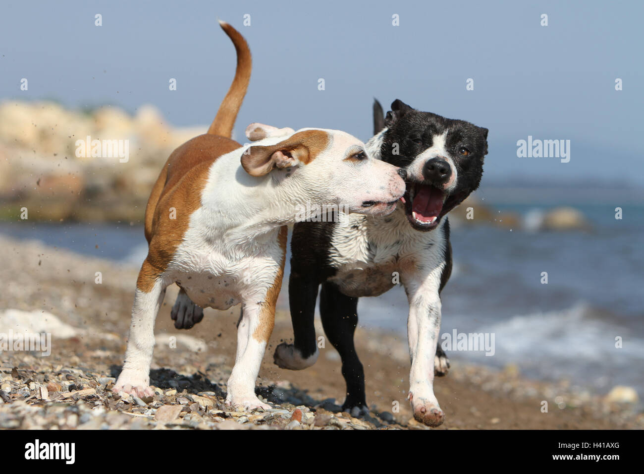 Amerikanischer Staffordshire-Terrier Hund / Amstaff / zwei Deux 2 Severa Erwachsene spielen am Strand laufen Stockfoto