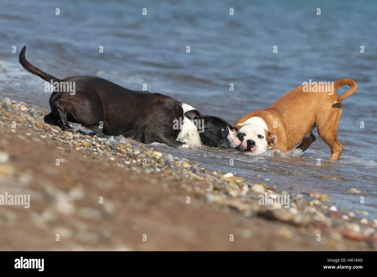 Amerikanischer Staffordshire-Terrier Hund / Amstaff / zwei Deux 2 Severa Erwachsene spielen am Strand laufen Stockfoto