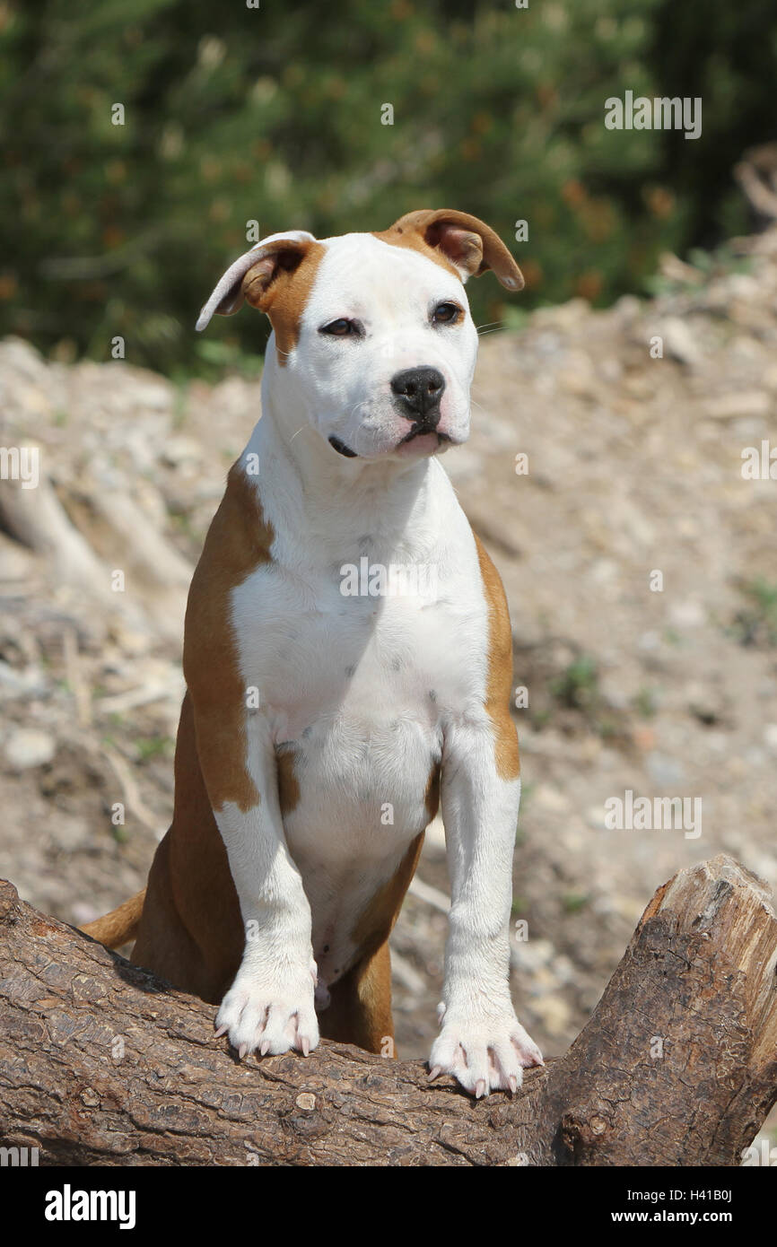 Zhyaunz 5D DIY Diamant Malerei Set – Amerikanischer Staffordshire Terrier Hundemotiv, 40x50 Cm, Perfekt Zum Entspannen & Dekorieren
