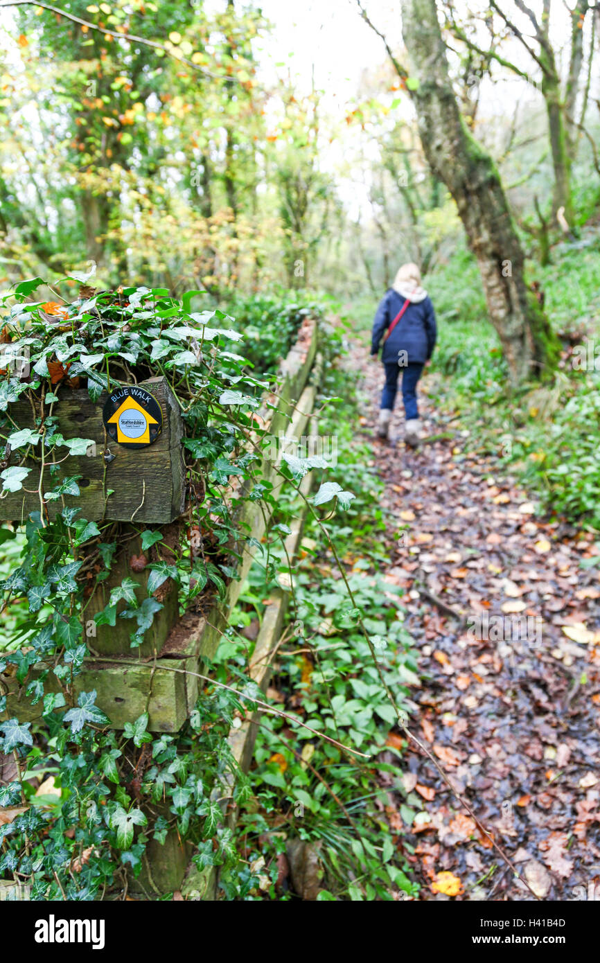 Frau zu Fuß entlang der Pfad im Herbst als blaue Walk Einrichten von Staffordshire County Council Froghall Staffordshire England UK Stockfoto