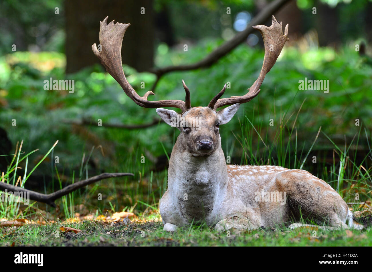 Damwild, Dama Dama Stockfoto