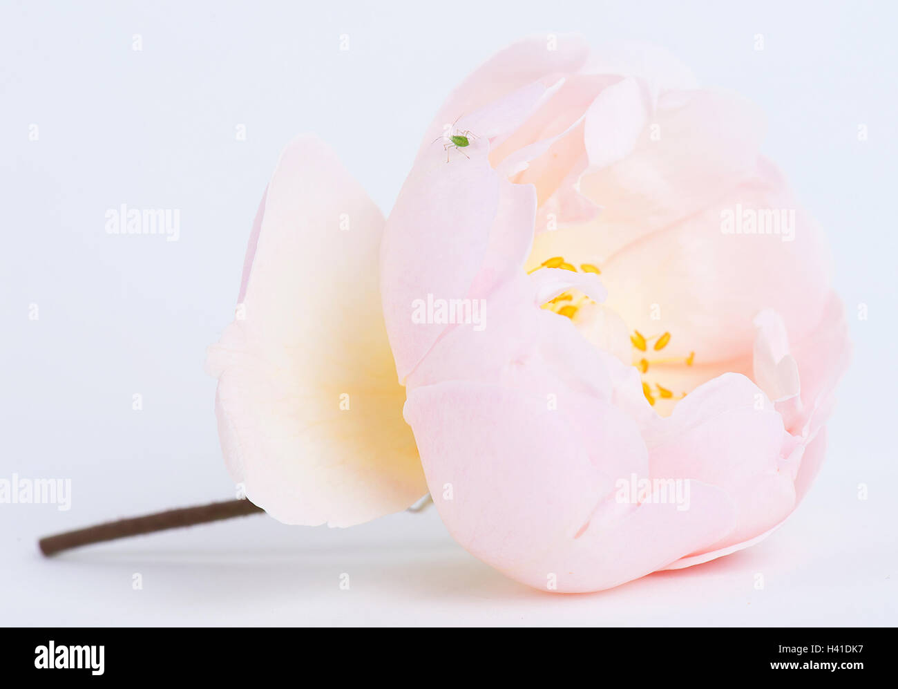 Eine einzige rosa rose mit Besuch Blattlaus. Stockfoto