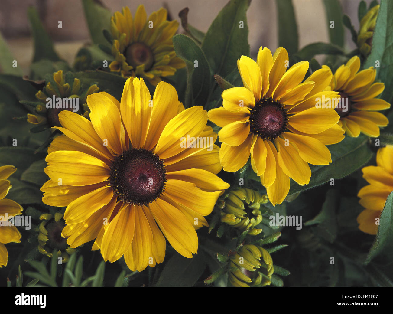 Blumen, solar Hut, Blüten, gelb, Natur, Vegetation, Pflanzen
