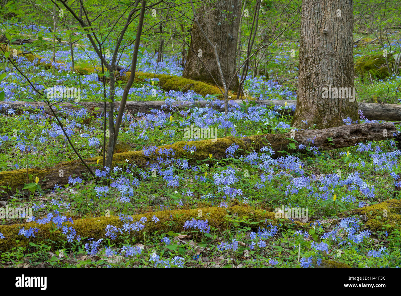 Great-Smoky-Mountains-Nationalpark, Tennessee: Wilde blaue Phlox (Phlox Divaricata) und gelbe Trillium (Trillium Luteum) bloomin Stockfoto