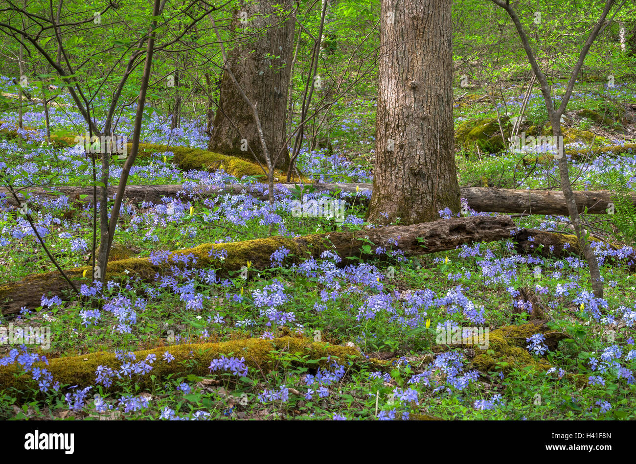 Great-Smoky-Mountains-Nationalpark, Tennessee: Wilde blaue Phlox (Phlox Divaricata) blühen unter einem Wald Unterwuchs Stockfoto