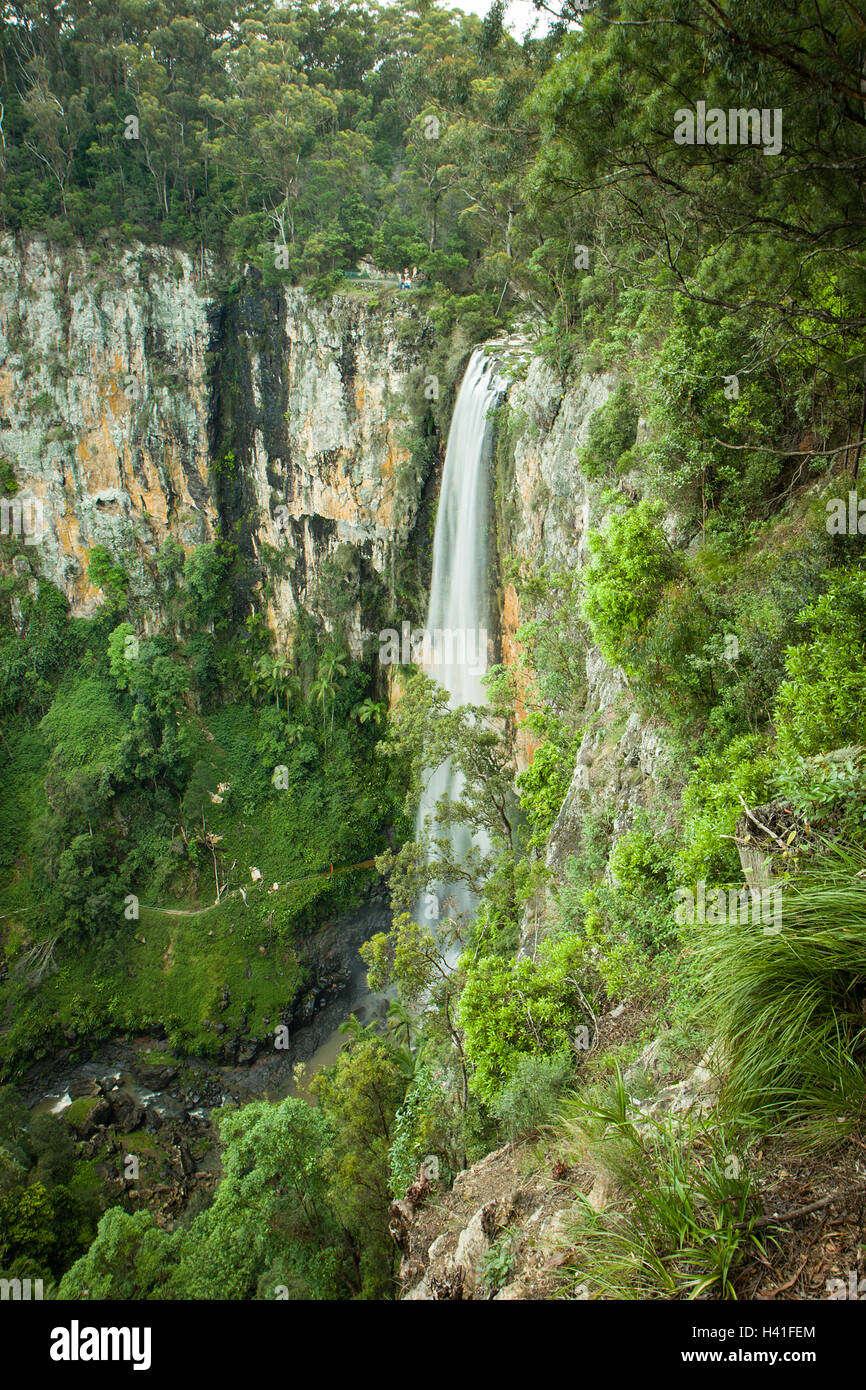 Purlingbrook Falls im Springbrook National Park, Gold Coast, Australien Stockfoto