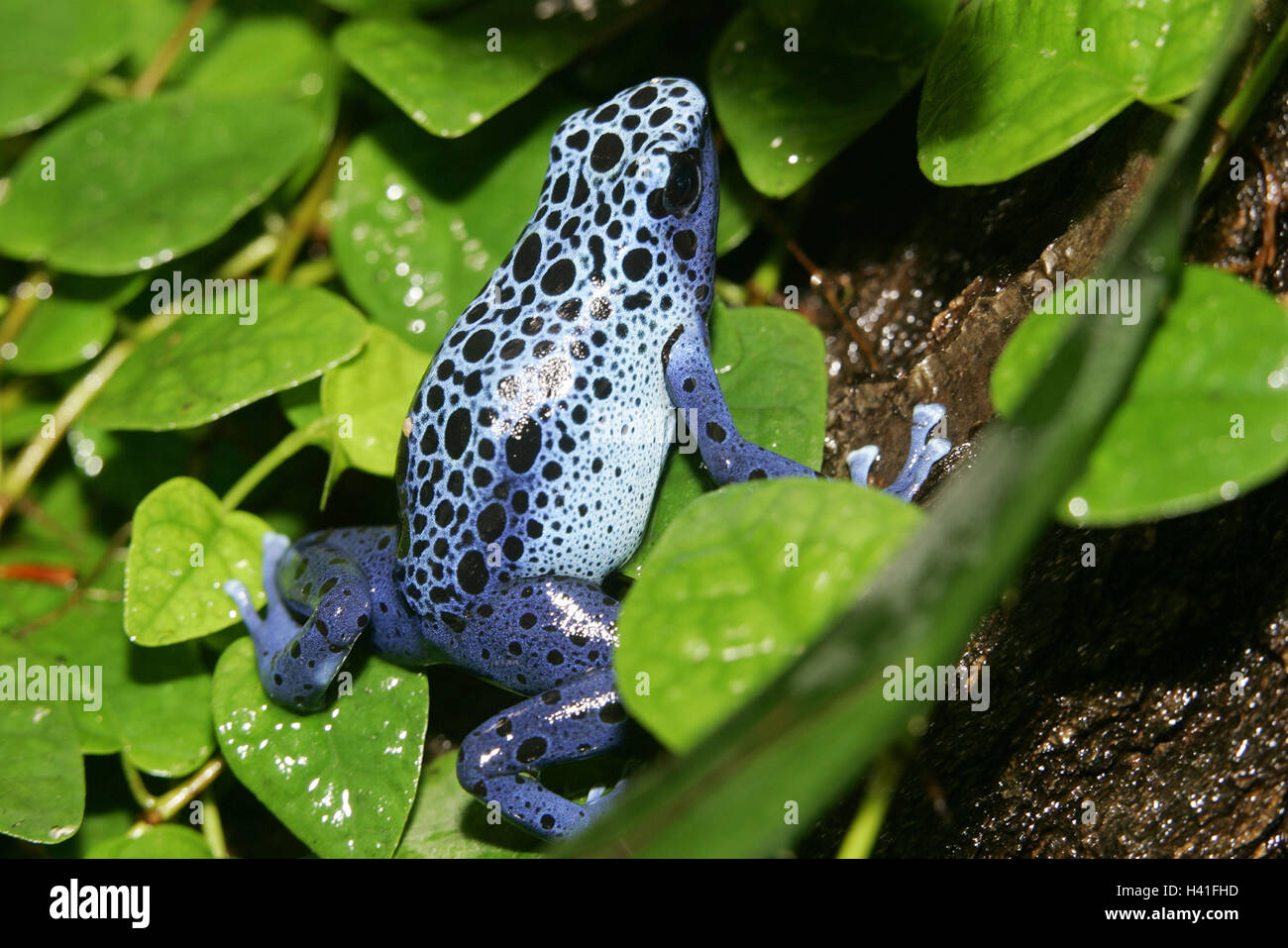 Zoo, Terrarium, Blätter, ein-hundert-Mark-Rechnungen, poison Arrow Frog, Dendrobates Azureus, Terrarium, Tiere, Tier, Amphibien, Frosch Amphibien, Frösche, Frosch, Giftfrösche, vergiften Frosch, giftig, blau, Pfeil Giftfrösche, poison Arrow Frog, Färberin Frosch, Dendr Stockfoto