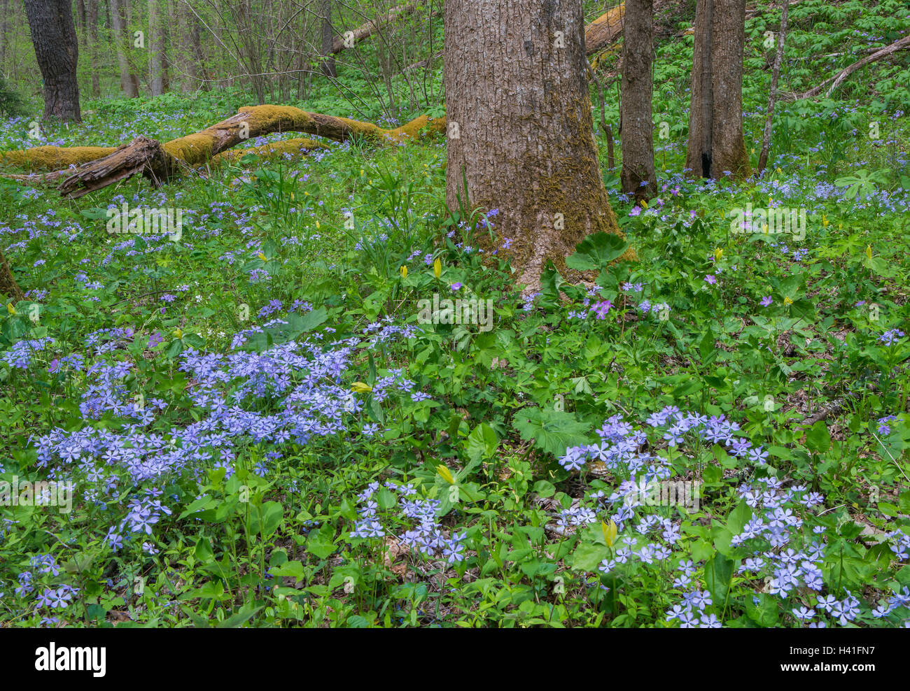 Great-Smoky-Mountains-Nationalpark, Tennessee: Wilde blaue Phlox (Phlox Divaricata) blühen unter einem Wald Unterwuchs Stockfoto