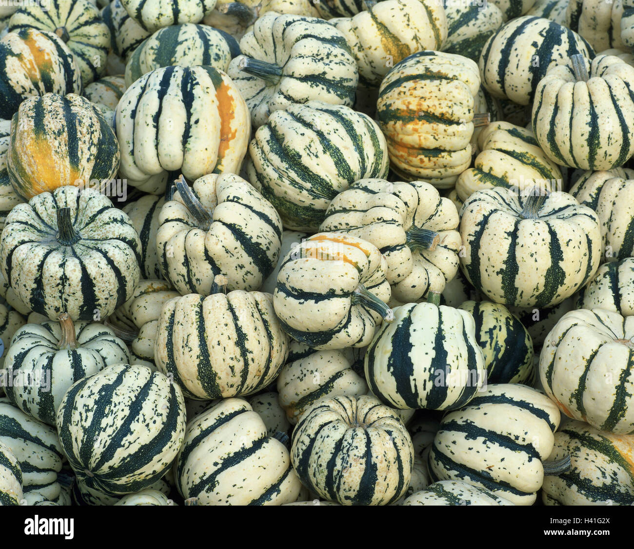 Dekorative Kürbisse, gerippt, Stillleben, Gemüse, Kürbisse, ornamentale Kürbis Cucurbita, viele, zweifarbig, weiß-grün, Dekoration, Erntezeit, Herbst Stockfoto