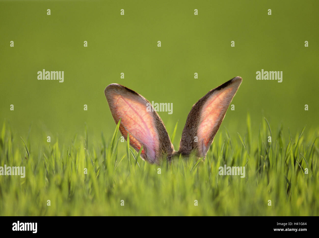 Wiese, Rasen, Hase, Detail, Ohren Natur, Tierwelt, Tier, Säugetier, Manager, Stall Hase hört Unschärfe Kaninchen, Hasen Rennen, deutschen Riesen, Wachsamkeit, Sinnesorgane, Wahrnehmung, Konzept, Verhandlung, Hase Ohren, "Meister Lampe" Hintergrund, Farbstimmung grün Stockfoto