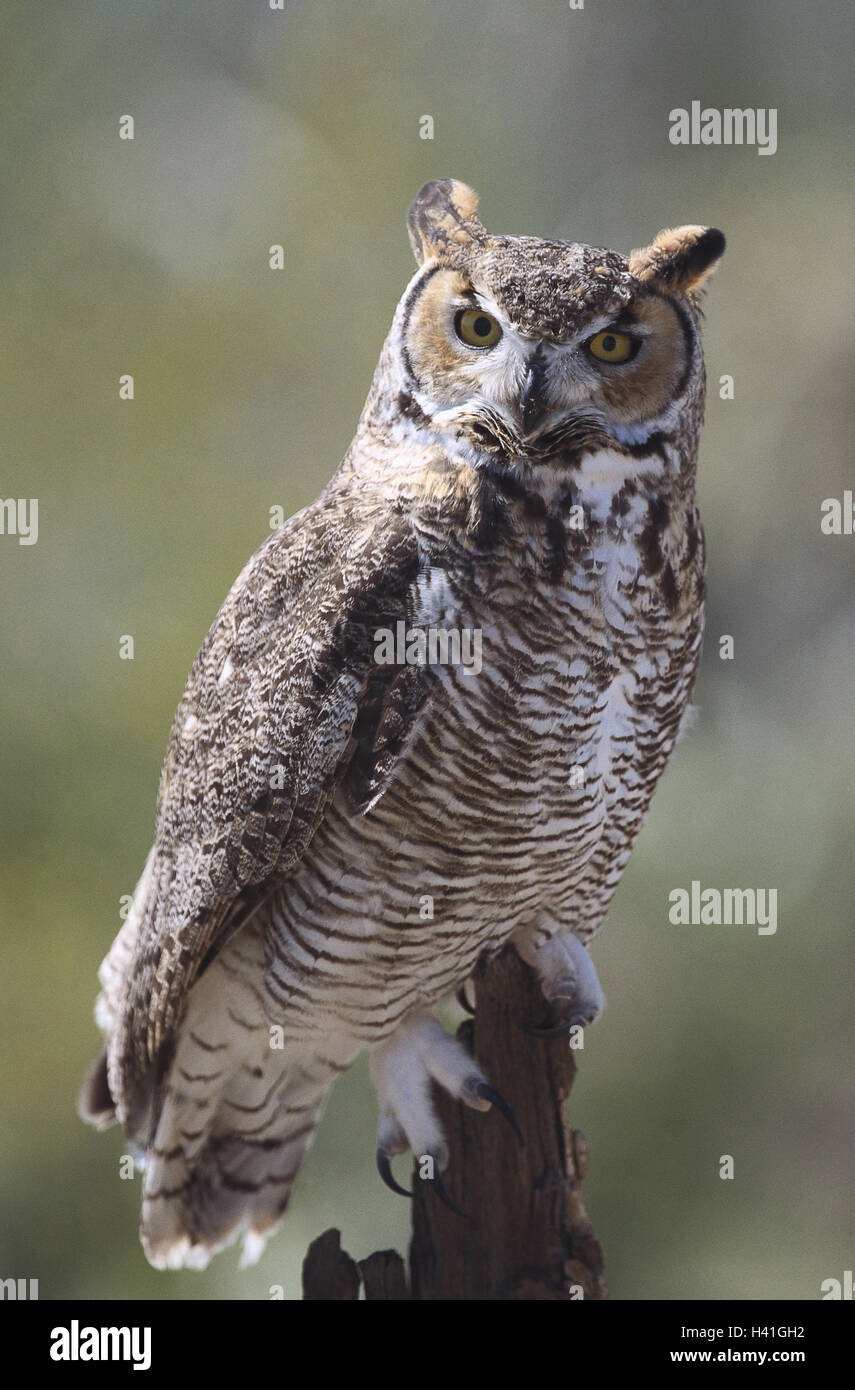 Zweig, Virginia-Uhu, Bubo Virginianus, Wachsamkeit, Tierwelt, Wildnis,  Wildtiere, Tiere, Tier, Vögel, Vogel, wilde Tiere, wildes Tier, Eulen  Vögel, Strigiformes, Eulen, Eulen, leptogrammica, Nachtvogel, nächtliche,  amerikanischen Uhu, große Horn ...