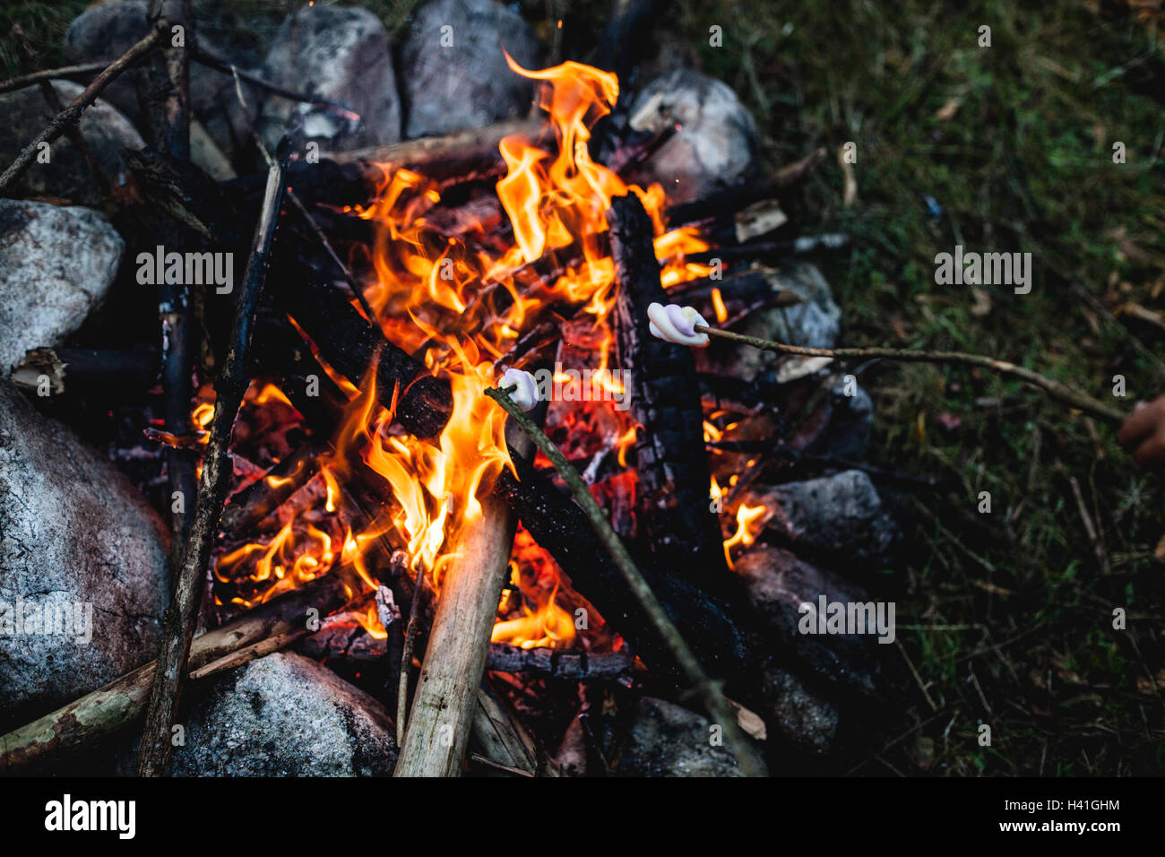 Rösten von Marshmallows über dem Lagerfeuer Stockfoto