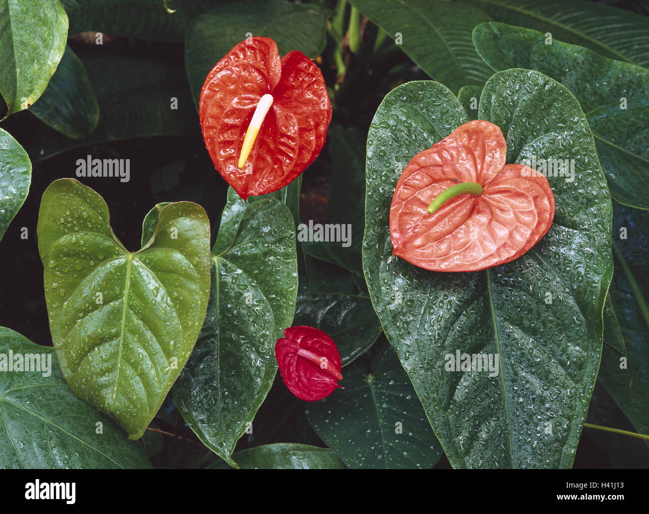 Anthurium spec Fotos und Bildmaterial in hoher Auflösung Alamy