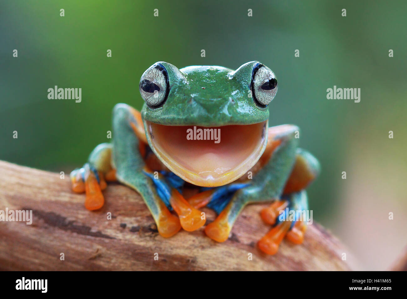 Porträt einer Javan gleiten Laubfrosch mit Mund offen, Indonesien Stockfoto